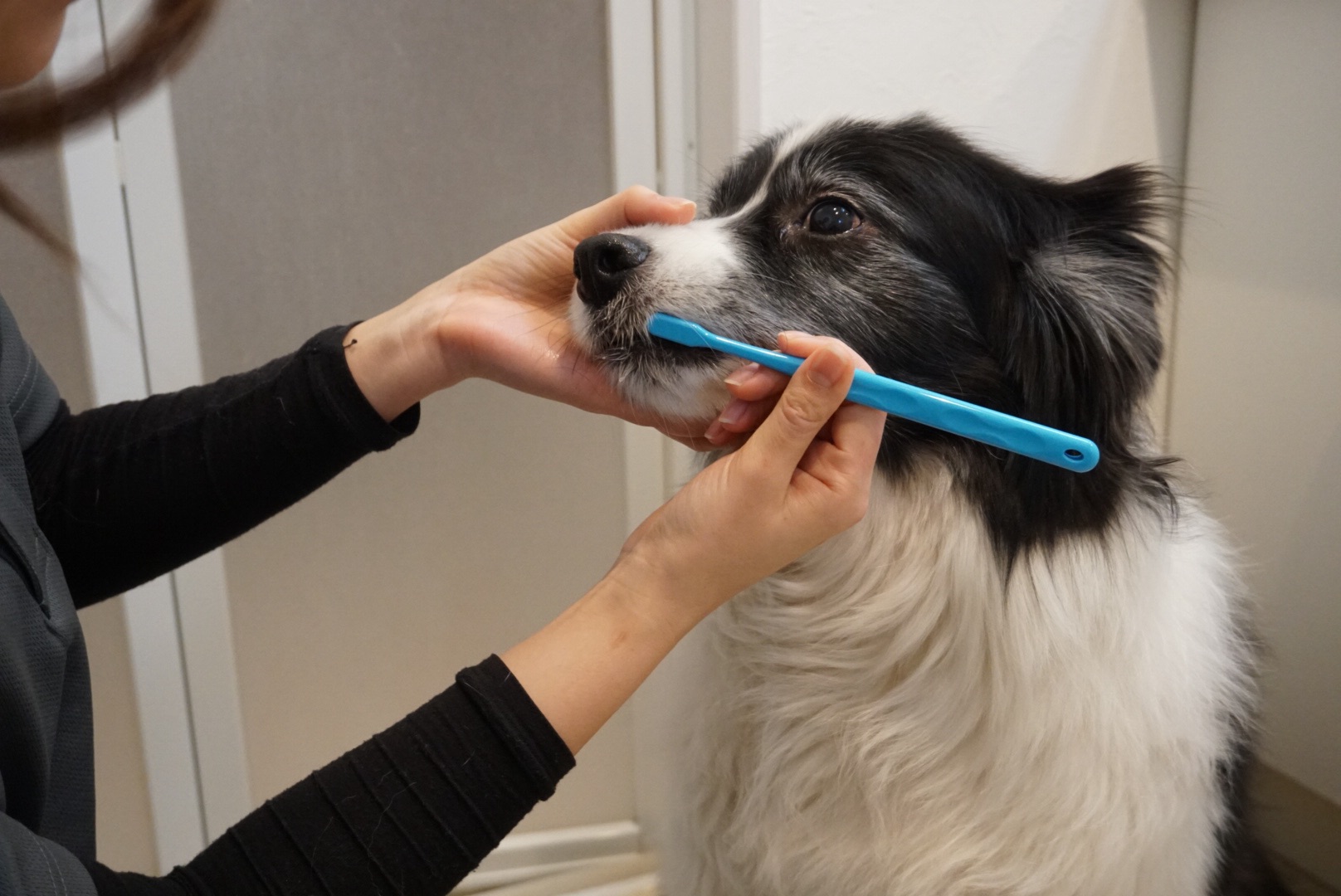 訪問先で犬の歯磨きをする様子