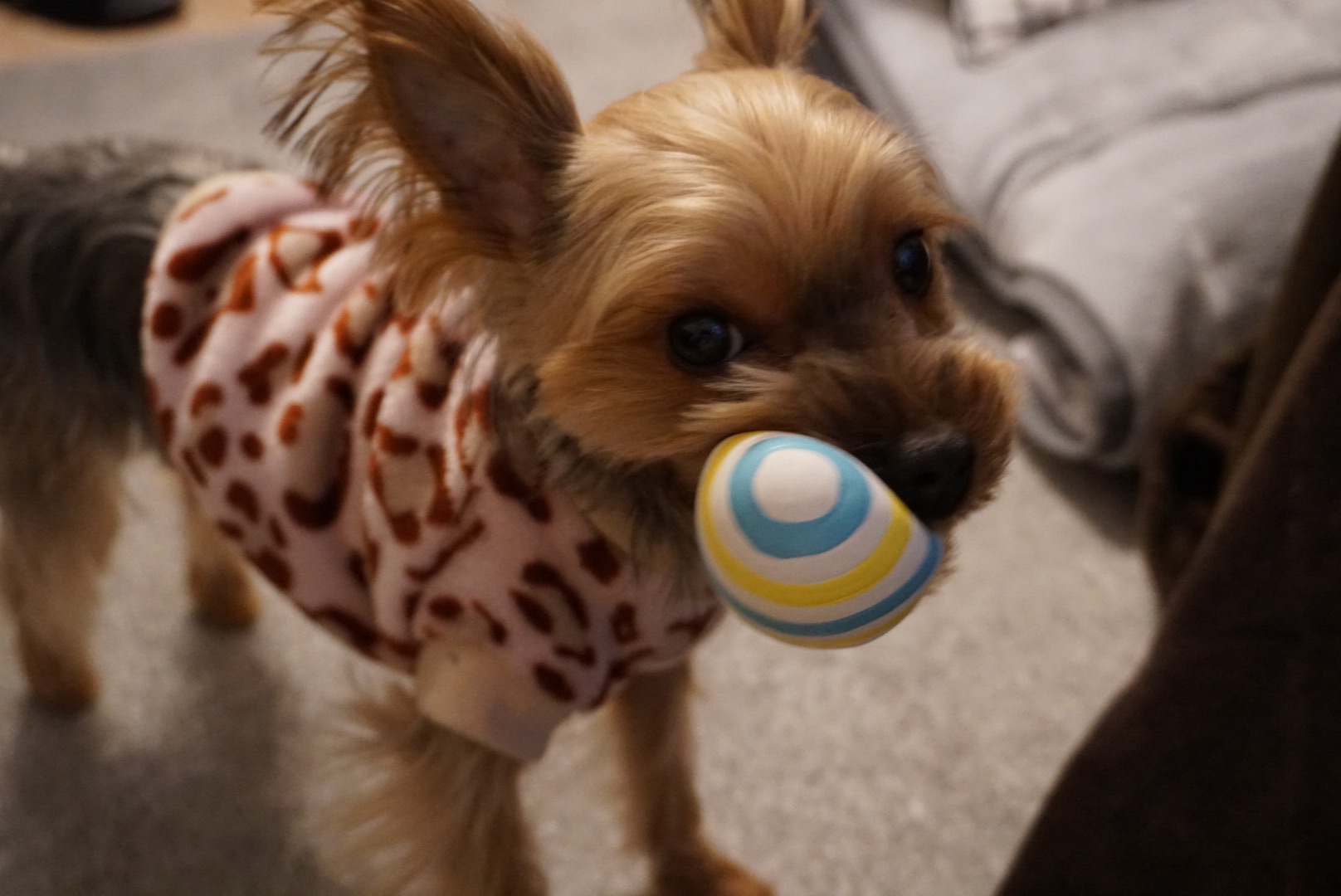 訪問先で遊ぶ小型犬