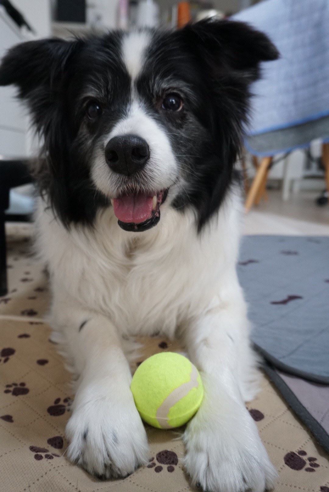 訪問先でボール遊びをする犬