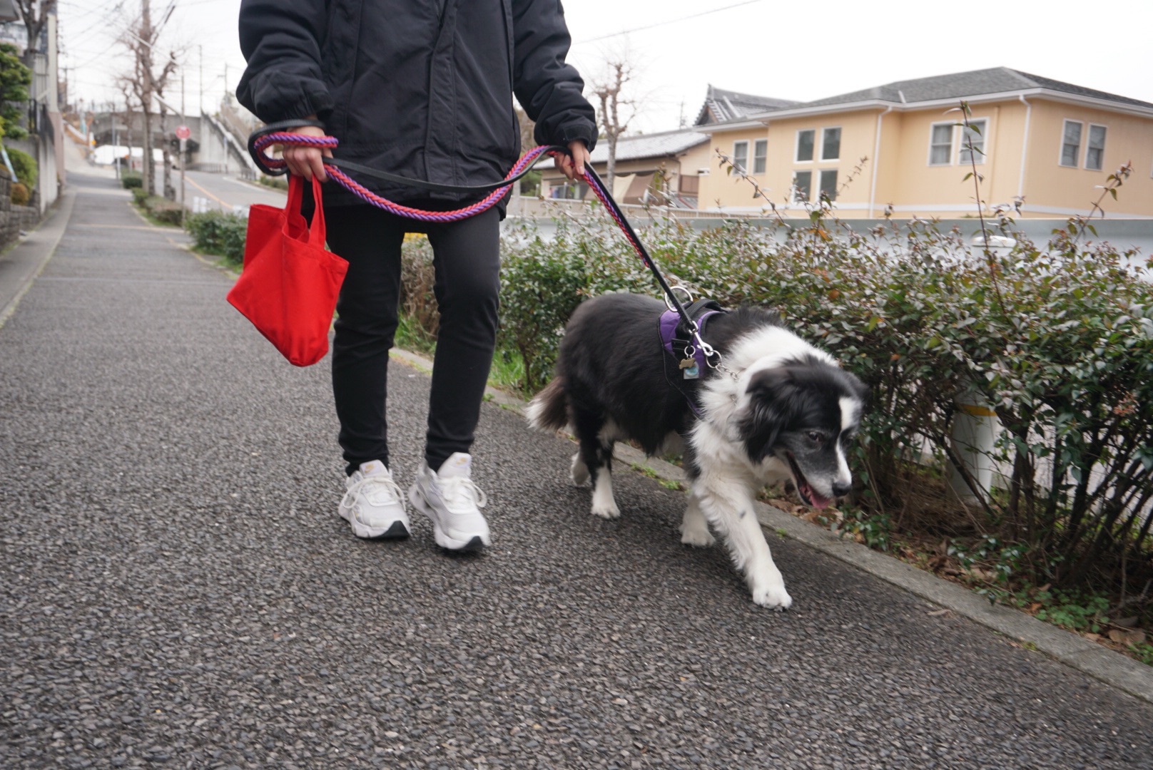 ペットシッターが犬を散歩させる様子
